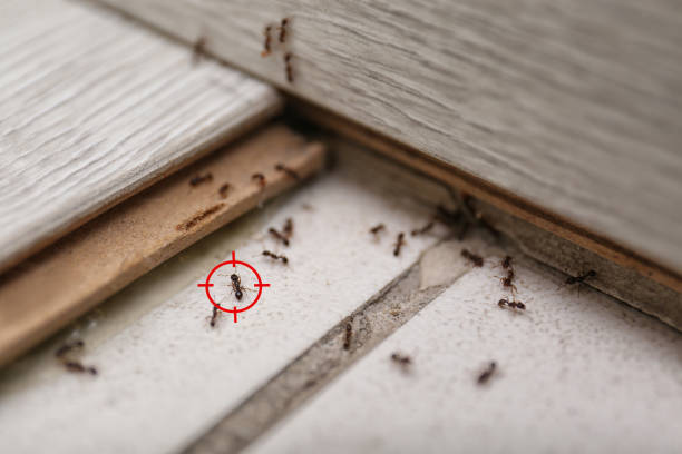 Best Pest Control for Homes  in Pomona, NJ