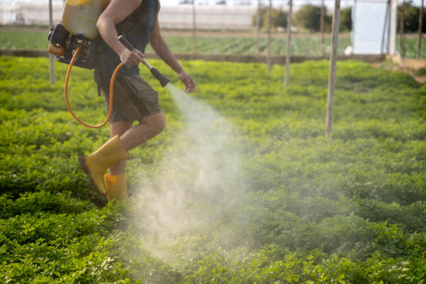Best Ant Control Services  in Pomona, NJ
