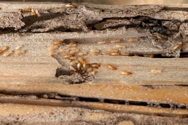 Best Pest Inspection Near Me  in Pomona, NJ