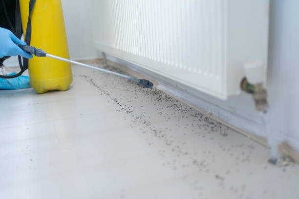 Best Wasp Removal Services  in Pomona, NJ