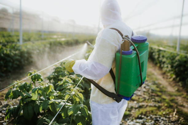 Wasp Removal Services in Pomona, NJ
